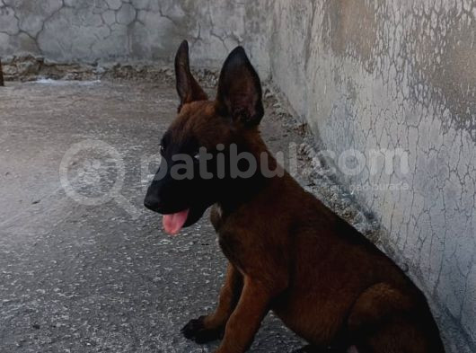 Minik Belçika Kurdu Yavrularımız görsel