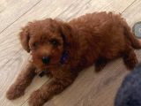 Kıpkırmızı Red Tooy Poodle Sevimli Yavrular 