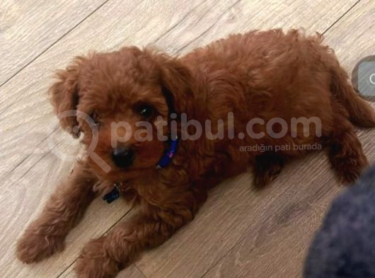 Kıpkırmızı Red Tooy Poodle Sevimli Yavrular  görsel