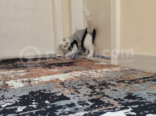 Pofik Yeni Yuvasını Arıyor görsel