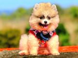 Babyface Pomeranian yavrumuz