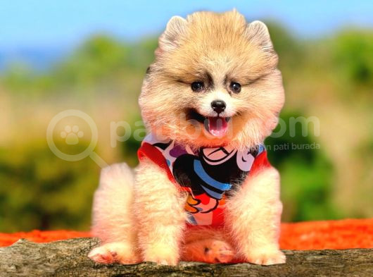 Babyface Pomeranian yavrumuz