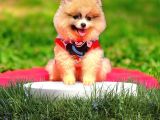 Babyface Pomeranian Yavrumuz