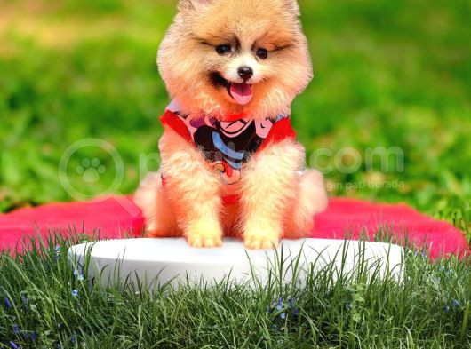 Babyface Pomeranian Yavrumuz görsel