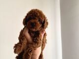 EVDEN TOY POODLE BEBEKLER