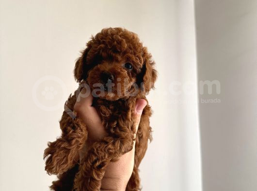 Evden Toy Poodle Bebekler