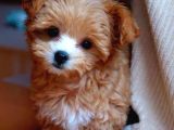 Kıpkırmızı Red Tooy Poodle Sevimli Yavrular 