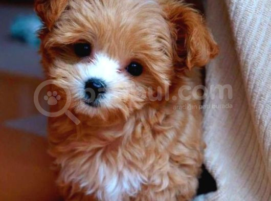 Kıpkırmızı Red Tooy Poodle Sevimli Yavrular  görsel