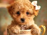 Kıpkırmızı Red tooy poodle sevimli yavrular 
