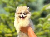 Babyface Pomeranian Yavrumuz