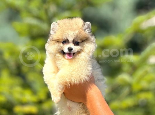 Babyface Pomeranian Yavrumuz görsel