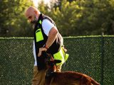 Belçika Kurdu İleri İtaat Olan Herkesle Uyumlu