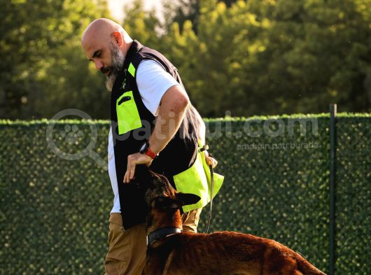 Belçika Kurdu İleri İtaat Olan Herkesle Uyumlu görsel