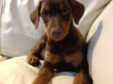 Estetikli Kızıl Ve Siyah Doberman Yavrular Efsaneler