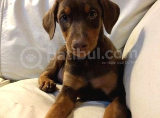 Estetikli Kızıl Ve Siyah Doberman Yavrular Efsaneler görsel