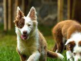 Border Collie Yavruları Güzellikler Yeni Sahiplerini Arıyor
