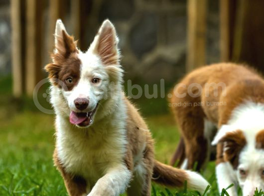 Border Collie Yavruları Güzellikler Yeni Sahiplerini Arıyor görsel