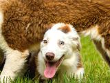 Border Collie Yavruları Güzellikler Yeni Sahiplerini Arıyor