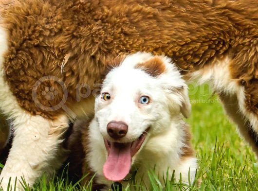 Border Collie Yavruları Güzellikler Yeni Sahiplerini Arıyor görsel