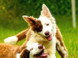 Border Collie Yavruları Güzellikler Yeni Sahiplerini Arıyor