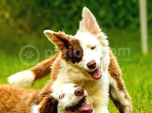 Border Collie Yavruları Güzellikler Yeni Sahiplerini Arıyor görsel