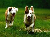 Border Collie Yavruları Güzellikler Yeni Sahiplerini Arıyor
