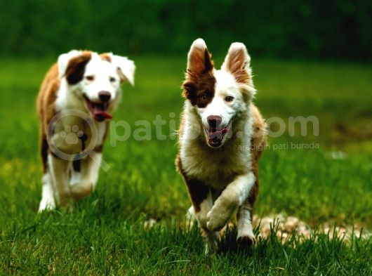 Border Collie Yavruları Güzellikler Yeni Sahiplerini Arıyor görsel