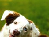 Border Collie Yavruları Güzellikler Yeni Sahiplerini Arıyor