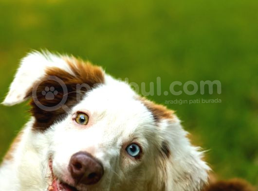 Border Collie Yavruları Güzellikler Yeni Sahiplerini Arıyor görsel