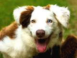Border Collie Yavruları Güzellikler Yeni Sahiplerini Arıyor