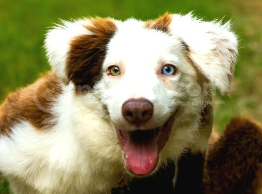 Border Collie Yavruları Güzellikler Yeni Sahiplerini Arıyor görsel