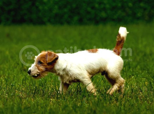 Jack Russel Uzun Tüy Secereli Güdüsü Yüksek görsel