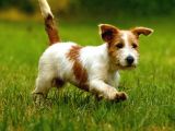 Jack Russel Uzun Tüy Secereli Güdüsü Yüksek