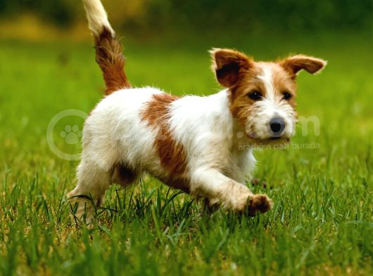 Jack Russel Uzun Tüy Secereli Güdüsü Yüksek görsel
