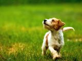Jack Russel Uzun Tüy Secereli Güdüsü Yüksek