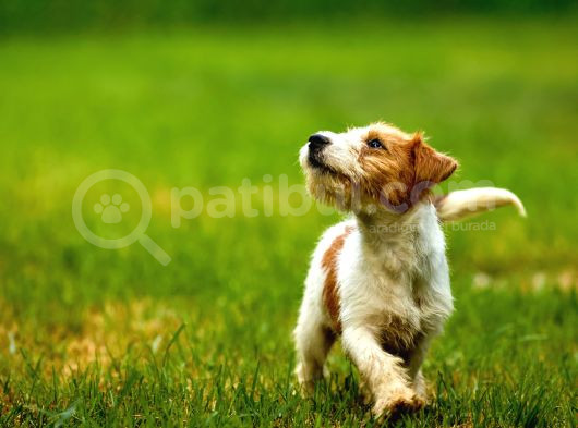 Jack Russel Uzun Tüy Secereli Güdüsü Yüksek görsel