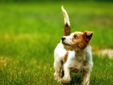 Jack russel uzun tüy secereli güdüsü yüksek