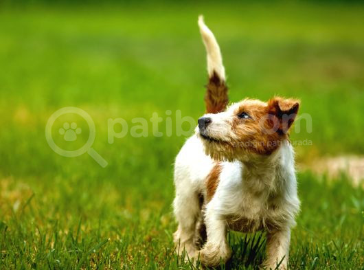 Jack Russel Uzun Tüy Secereli Güdüsü Yüksek görsel