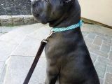 Pitbull Isteyene Cane Corso Yavrular Fenasals