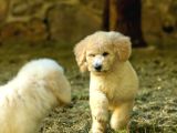 Dev Poodle  Kendisine Zaman Ayıracak Yuvasını Arıyor