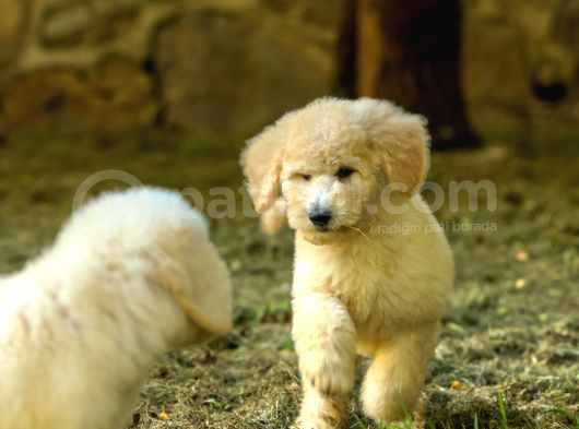 Dev Poodle  Kendisine Zaman Ayıracak Yuvasını Arıyor