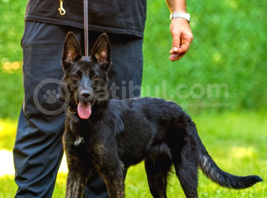 Mali Ve Duch Kırması Sahiplendirme görsel