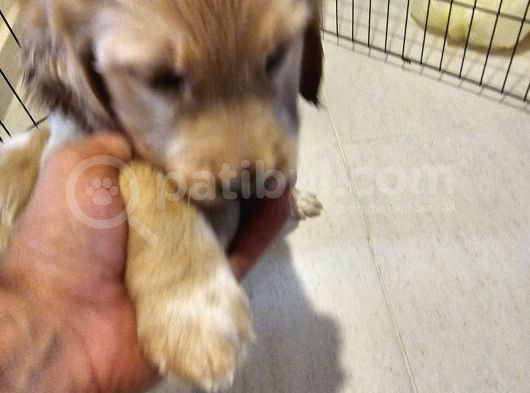 Baby Face Golden Retrever Safkan görsel