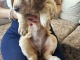 Baby Face Golden Retrever Safkan
