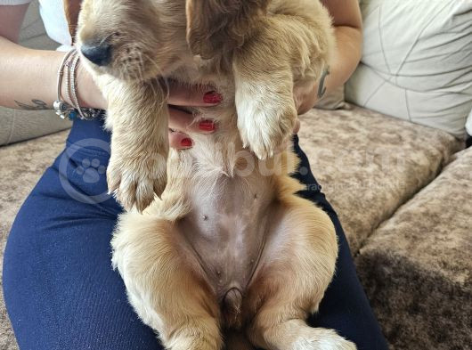 Baby Face Golden Retrever Safkan görsel