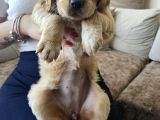 Baby Face Golden Retrever Safkan