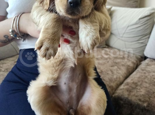 Baby Face Golden Retrever Safkan görsel