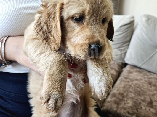 Baby Face Golden Retrever Safkan görsel
