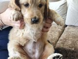 Baby Face Golden Retrever Safkan