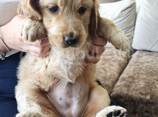 Baby Face Golden Retrever Safkan görsel
